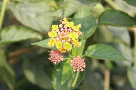 closeup of Lantana camara flowers with a blurred natural, one witnesses nature's vibrant palette come to life in a mesmerizing display of color and form. 