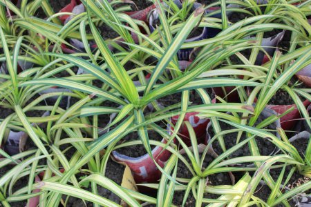 Nahaufnahme der Pandanus tectorius Parkinson Pflanze, man begegnet einem faszinierenden Wandteppich botanischer Raffinesse und tropischer Anziehungskraft.