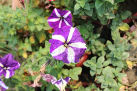 Primer plano de Petunia atkinsiana flor blanca púrpura, uno es inmediatamente cautivado por su delicada y encantadora belleza. 