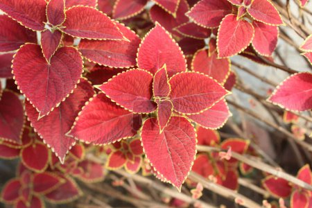 Nahaufnahme der roten Blätter von Plectranthus enthüllt die komplizierte Kunst der Natur vom Feinsten.