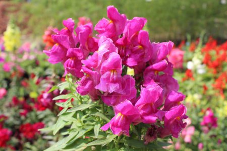 primer plano de Antirrhinum majus flores de color rosa revela un cautivador espectáculo de belleza natural, donde delicados pétalos se despliegan en una sinfonía de tonos suaves y curvas elegantes. 