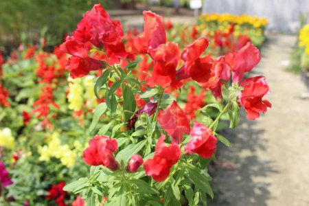 primer plano de las flores rojas de Antirrhinum majus, conocidas por su distintiva forma de dragón, atraen al observador a un mundo de esplendor floral y elegancia natural.