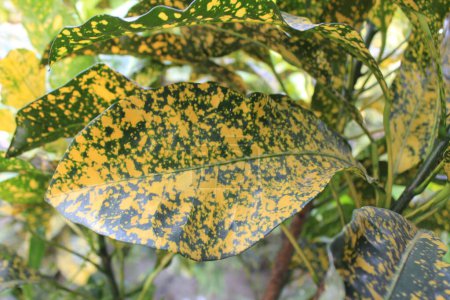 a closeup of codiaeum variegatum leaf, nature's artistry unfolds in intricate detail. 