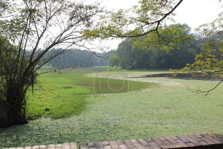 A scenic view of the lake jahangirnagar university, a picturesque panorama unfolds before you, captivating your senses and soothing your soul. 