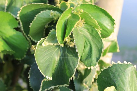 Nahaufnahme der naturgrünen Blätter von Acalypha wilkesiana zeigt eine faszinierende Welt grüner Pracht.