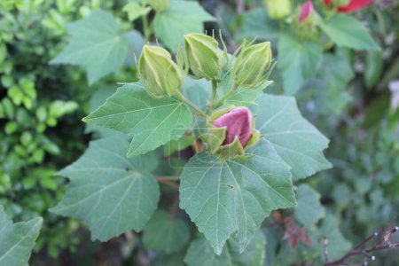 el primer plano de las hojas de Hibiscus mutabilis ofrece una visión cautivadora de la intrincada belleza de esta encantadora planta.