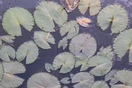 primer plano de las hojas claras de Nymphaea lotus, comúnmente conocido como el loto egipcio, revela un cautivador espectáculo de perfección botánica. 