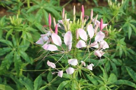primer plano de Cleome spinosa flor floreciendo, revela su exquisita belleza con una delicada grandeza. 