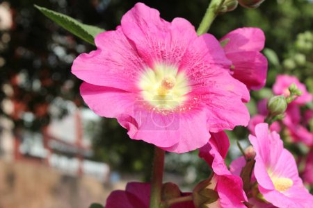 primer plano de la flor de Alcea setosa emerge como una obra maestra del ingenio de la naturaleza, cautivando al observador con su intrincada belleza.