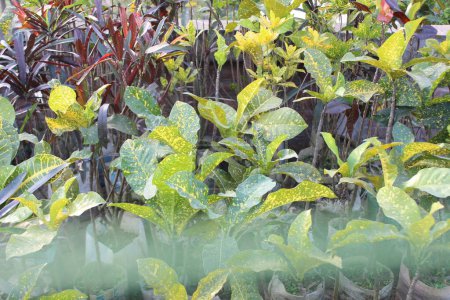 une plante à fleurs avec une plante de codiaeum variegatum, communément appelée croton, émerge comme une tapisserie vibrante de couleur et de forme, captivant les sens avec son feuillage frappant et son charme unique.
