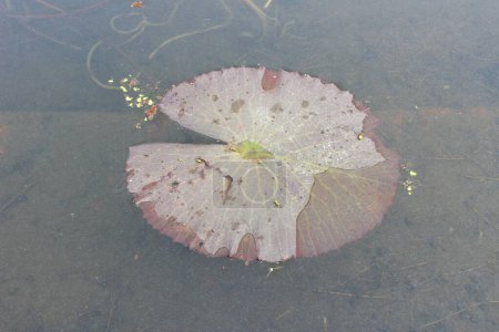 un gros plan de la feuille de Nymphaea lotus révèle une merveille complexe de la nature, captivant l'observateur avec ses détails exquis et ses teintes vertes vibrantes.