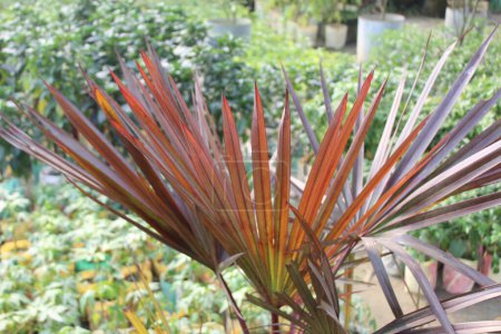 Latania lontaroides feuilles rouges est une merveille botanique qui attire l'attention avec sa présence audacieuse et vibrante. 