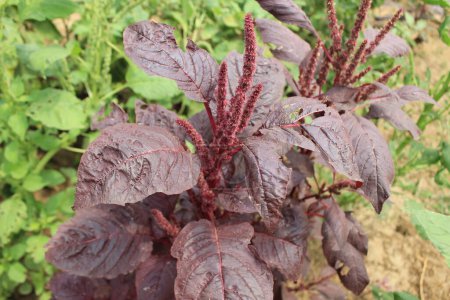 closeup of red Amaranthus spinosus, the vibrant hues and intricate details of the plant are vividly captured.