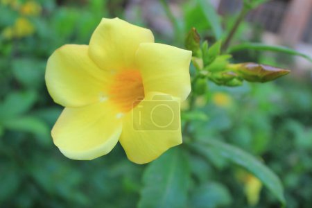 a closeup of Allamanda cathartica flower, also known as the golden trumpet, the intricate beauty and vibrant details of this tropical bloom are captured with striking clarity. 