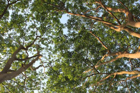 Images abstraites de Enterolobium cyclocarpum arbre avec un fond de ciel