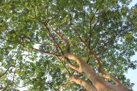Enterolobium cyclocarpum tree with a sky background, commonly known as the Guanacaste tree, stands tall and majestic against the sky, its expansive canopy spreading wide like a natural umbrella. 