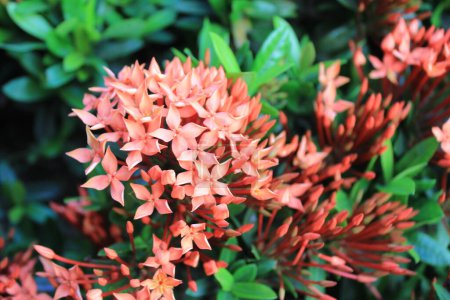 red Ixora coccinea flowers bouquet is a captivating arrangement that exudes vibrancy and elegance. 