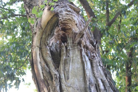 Una rama rota agujero profundo en un árbol, allí está parado un árbol majestuoso, su corteza resistida por el paso del tiempo.