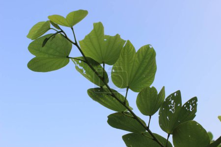 Foto de Bauhinia blakeana hojas con un fondo del cielo, cada hoja es una obra maestra de la simetría y la elegancia, su forma de corazón un testimonio de la belleza del diseño de la naturaleza. - Imagen libre de derechos