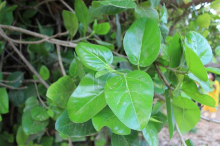 junge Blätter von Ficus benghalensis, tauchen mit einer ruhigen Eleganz auf und läuten die Ankunft des neuen Lebens inmitten des grünen Baldachins ein.