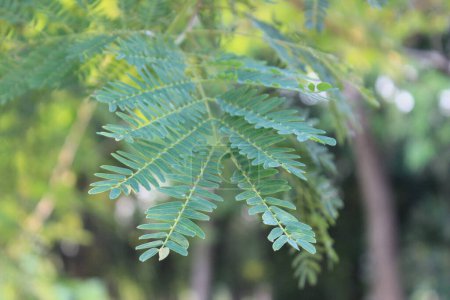 gros plan des feuilles de Leucaena leucocephala, les détails fins de leur structure composée et de leur texture délicate sont mis en évidence.