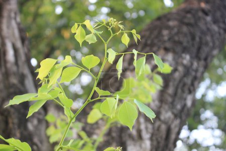 Téléchargez les photos : Jeunes feuilles de Dalbergia sissoo, la fraîcheur et la vitalité de la nouvelle croissance sont clairement affichées. - en image libre de droit