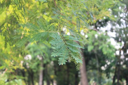 jeunes feuilles de Leucaena leucocephala, leur nature délicate et complexe est magnifiquement mis en évidence.