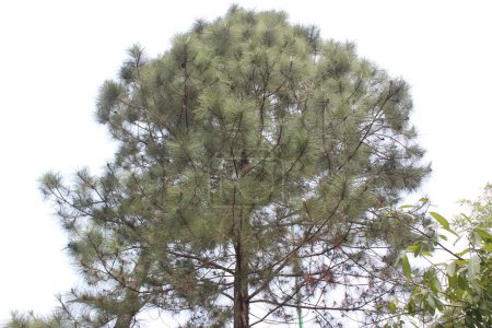 A beautiful plant of Pinus caribaea, commonly known as the Caribbean Pine, is a striking and resilient tree that brings a touch of natural elegance to any landscape.