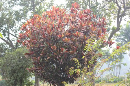 Farbenfrohe Blätter der Pflanze Codiaeum variegatum, die gemeinhin als Croton oder Bunte Croton bekannt ist, stellen eine atemberaubende Darstellung des künstlerischen Flairs und der botanischen Vielfalt der Natur dar.