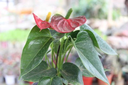 Close-up of Anthurium scherzerianum flower with a blurred background, each petal boasts a velvety texture, soft to the touch yet resplendent in its vibrancy. 