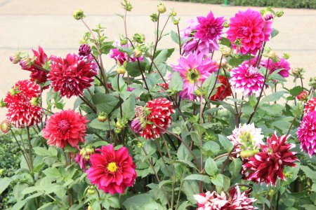 Colorful flowers of Dahlia pinnata stand as dazzling jewels, each blossom a masterpiece of nature's artistry. 
