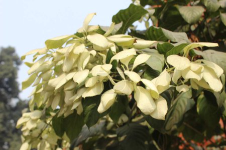 Mussaenda philippica yellow leaves, each leaf is a radiant beacon, a testament to the plant's vitality and grace.