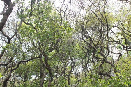 une vue panoramique sur la forêt marécageuse de ratargul sylhet bangladesh est une merveille naturelle à couper le souffle qui offre une évasion sereine et enchanteresse au c?ur d'un marais d'eau douce. 