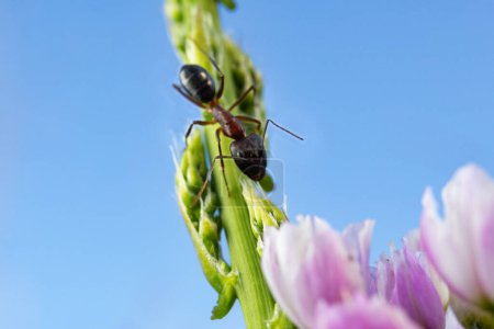 Giant ant, descending the green stem of a violet flower