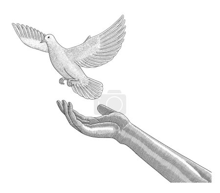 Illustration for Right hand release a white dove bird, vintage engraving drawing style vector illustration - Royalty Free Image