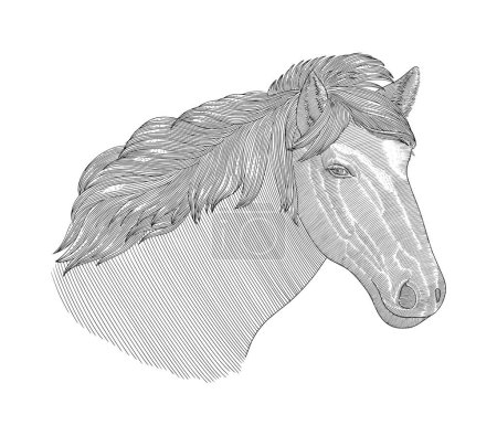 Ilustración de Cabeza de caballo, grabado Vintage dibujo estilo vector ilustración - Imagen libre de derechos