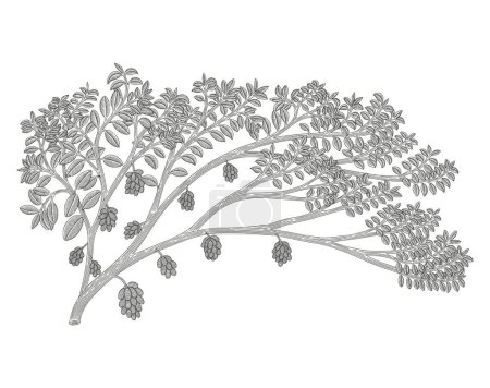  Jamblang or java plum tree, Syzygium cumini, Vintage engraving drawing style illustration