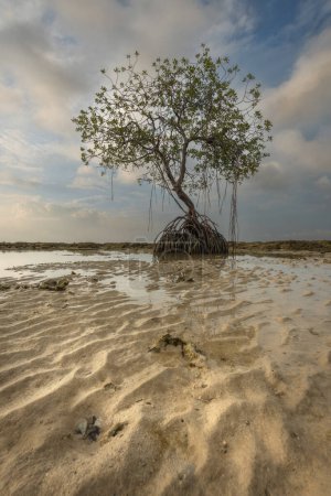 Foto de Árbol de manglar solitario en la costa arenosa de una isla tropical de Neil o Shaheed Dweep durante la marea baja con cielo escénico - Imagen libre de derechos