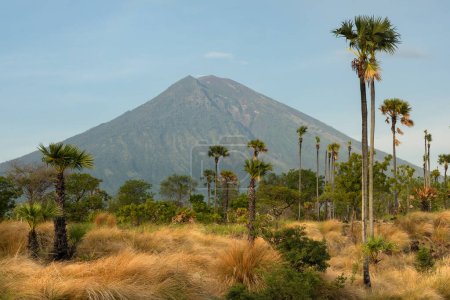 Rural natural savannah-like part of Bali island covered in vegetation  and mount Agung volcano view in Karangasem district, Amed early in the morning