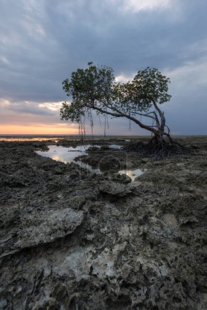 Foto de Manglar solitario en la costa de una isla tropical de Neil o Shaheed Dweep en el archipiélago de Andamán y Nicobar durante la marea baja al atardecer - Imagen libre de derechos