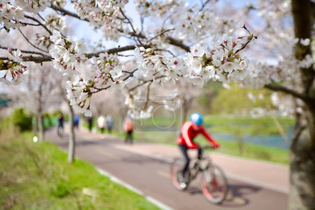 Photo for A vivid display of white cherry blossoms in the foreground, with a bustling background of cyclists and walkers, all softly out of focus. - Royalty Free Image