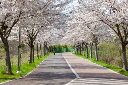 Photo for A low-angle view of white cherry blossoms, with a cyclist in the distance on a cycling and walking path, embodying the tranquility of spring. - Royalty Free Image