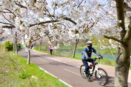 Photo for A vivid display of white cherry blossoms in the foreground, with a bustling background of cyclists and walkers, all softly out of focus. - Royalty Free Image