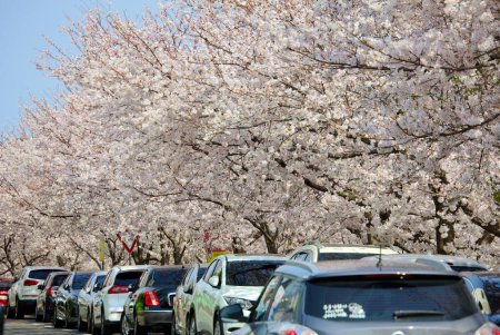 Photo for Full white cherry blossom trees elegantly hang over a neat line of parked cars, creating a unique urban springtime tableau. - Royalty Free Image