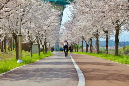 Photo for From a low angle, white cherry blossom trees tower over bike and walking paths, with cyclists facing away, immersed in a springtime journey. - Royalty Free Image