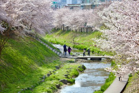 Photo for Cherry blossoms in full bloom above a small stream, with people crossing a walking bridge, flanked by tall, green banks. - Royalty Free Image