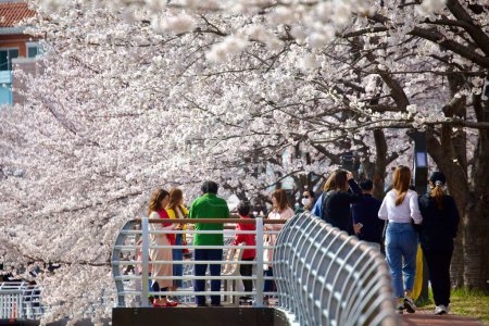 Photo for People stand on a platform, enveloped by a stunning canopy of white cherry blossoms, creating a picturesque spring scene. - Royalty Free Image