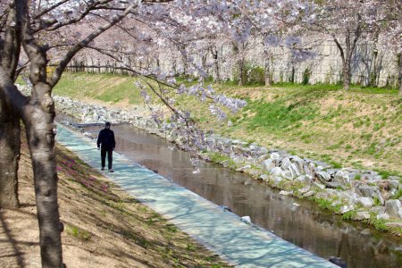 Photo for A man takes a leisurely walk alongside a stream, enveloped by a breathtaking canopy of cherry blossoms, epitomizing spring's serene beauty. - Royalty Free Image