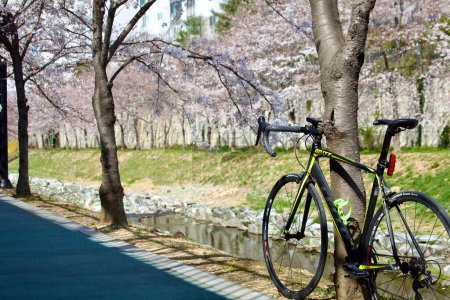 Photo for A road bike leans against a tree, framed by cherry blossoms overhead and a serene stream below, capturing the essence of a tranquil spring ride. - Royalty Free Image