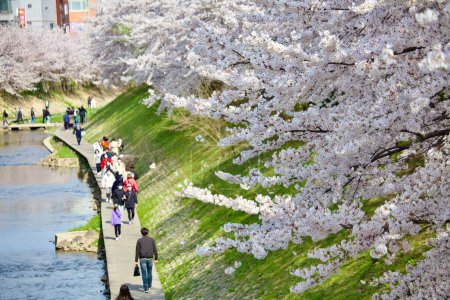 Photo for Cherry blossom branches drape over a stream with steep green banks, as people enjoy a leisurely walk along the water's edge. - Royalty Free Image
